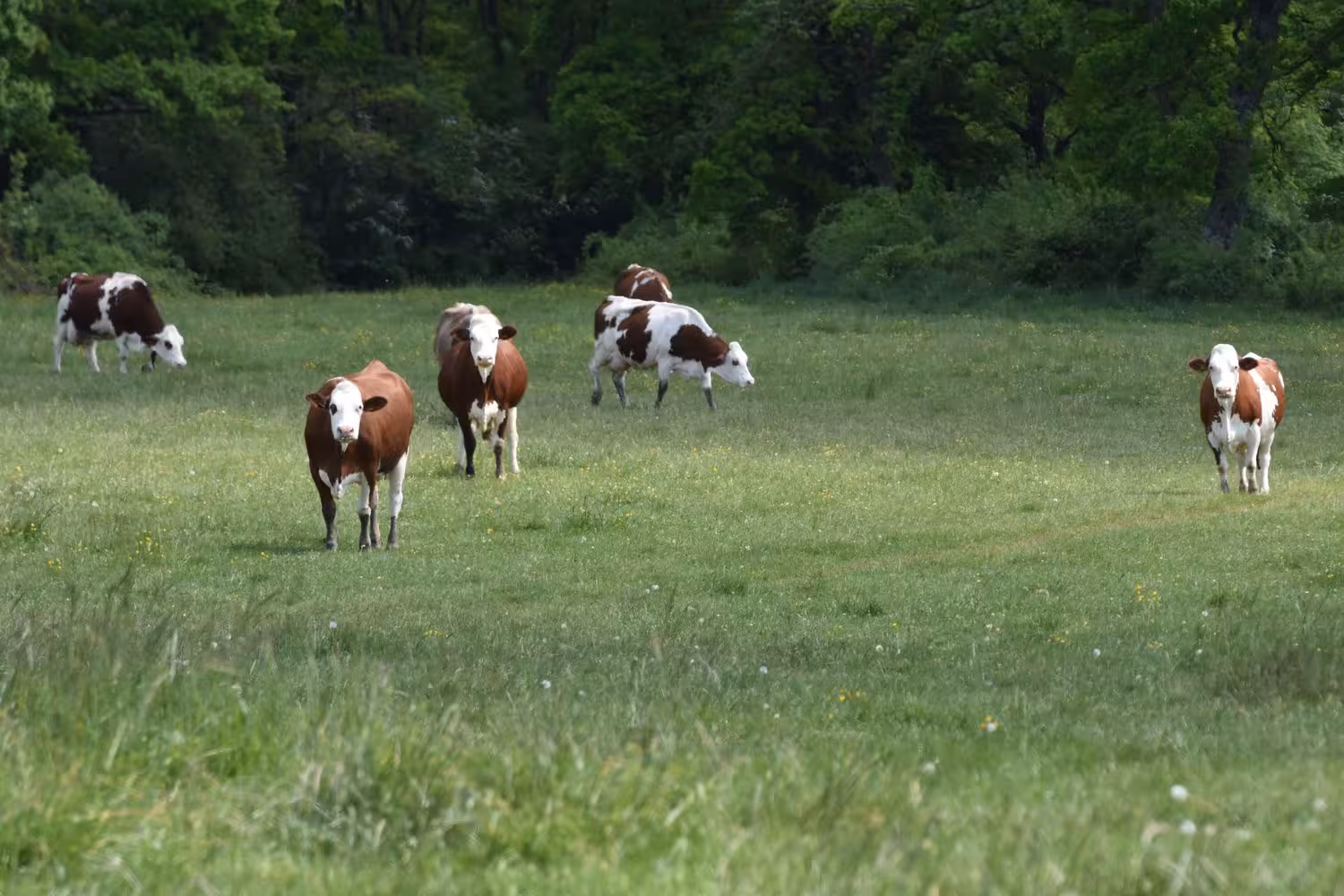 Photo 109 — cyclisme — Saint Martin du Mont — 2025